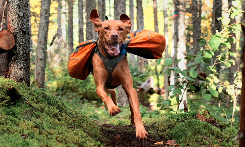 want-your-dog-to-hike-with-you?-try-these-10-must-have-items